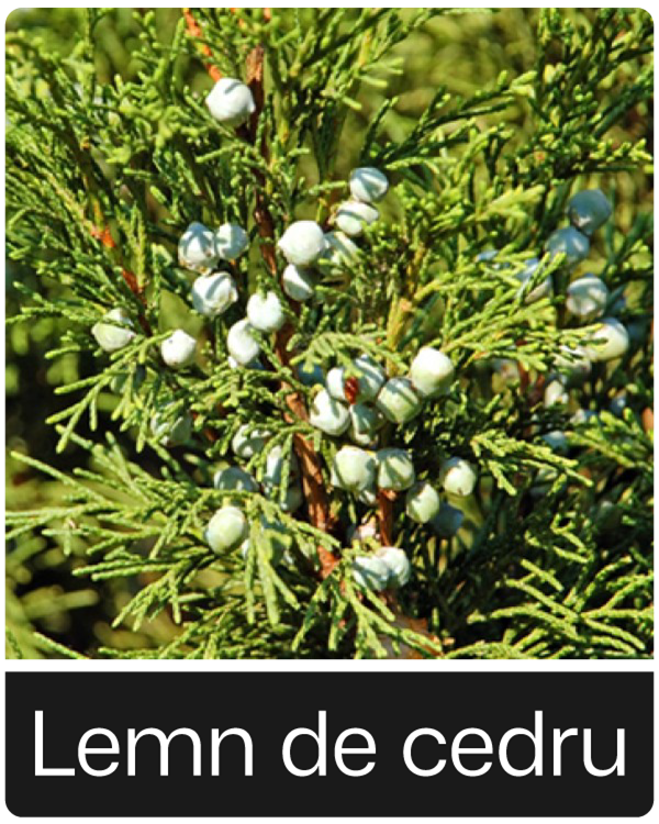 Lemn de cedru